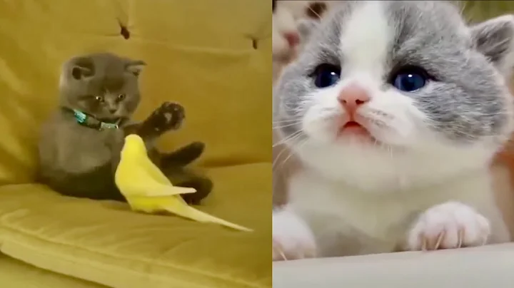 Video 11502721: cutest cats compilation funny, best funny cats compilation, cats compilation cute funny