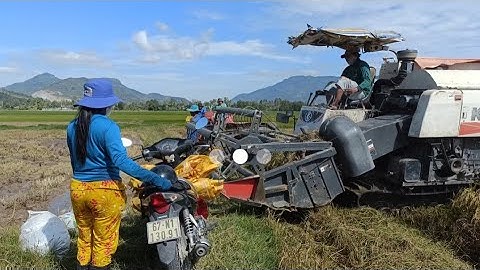 máy cắt lúa 70 tàn độ bánh 9 cắt lúa rất nhanh công 350K tập 41#maibangtv