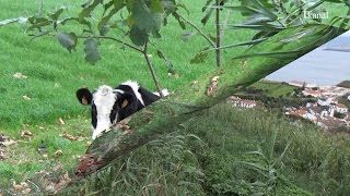 MIRADOURO de SANTO ANTÓNIO, S Miguel, Açores