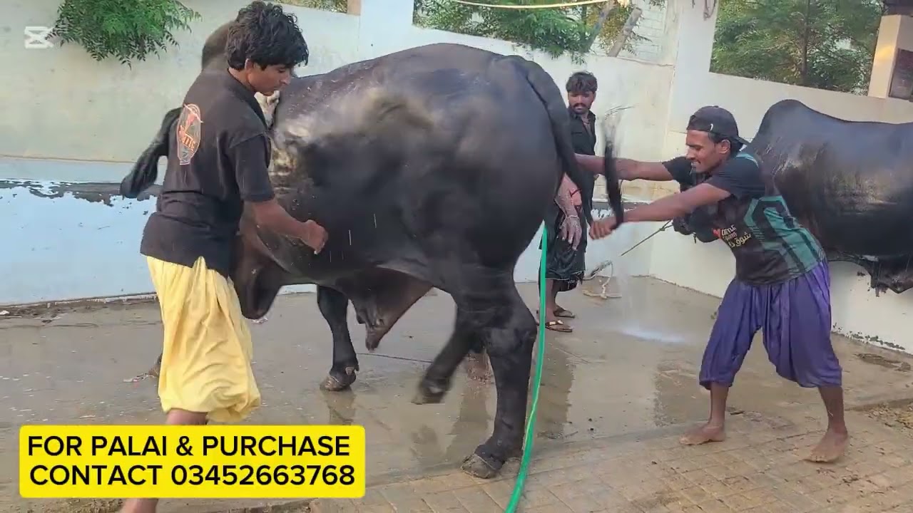 BOYS SHOWER LENA KA BAD  | JAN CATTLE FARM | JAMEEL MEMON COLONY| SHAHROZ KHAN | #reels #yt #status 