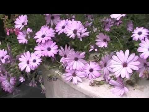 DIANA BERRY & DIM DIM "VIENNA" buy at http://www.d...