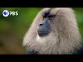 Macaque Cons Squirrel Into a Free Meal