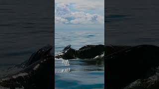 Humpback Whale Side Lunging On Krill