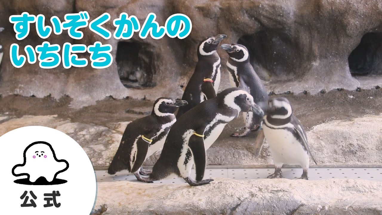 赤ちゃんが喜ぶ】シナぷしゅ公式すいぞくかんのいちにちまとめ│テレビ