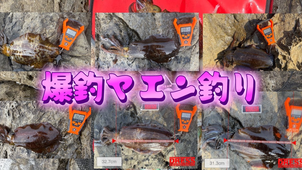 【ヤエン釣り】2026年1月31日　徳島県美波町沖磯　爆釣ヤエン釣り（1290ｇ頭に13杯）