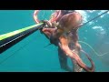 Spearfishing/ pesacsub/ pesca apnea Malta January 2022