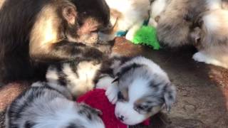 Nap time and monkey grooming a toy Aussie puppy at Lindsey’s Aussies