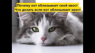 Почему кот облизывает свой хвост Что делать если кот облизывает хвост