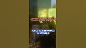 Er zijn jonge hondshaaitjes in AquaZoo! #hondshaai #jongedieren #aquazooleeuwarden