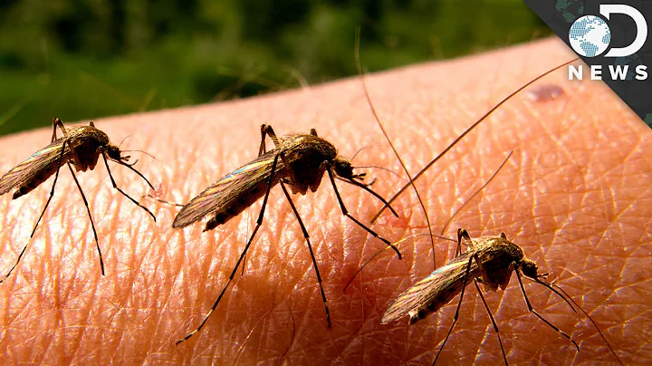 Why Can’t We Get Rid Of Mosquitoes? - DayDayNews