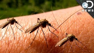 Why Can’t We Get Rid Of Mosquitoes? Why Can’t We Get Rid Of Mosquitoes?