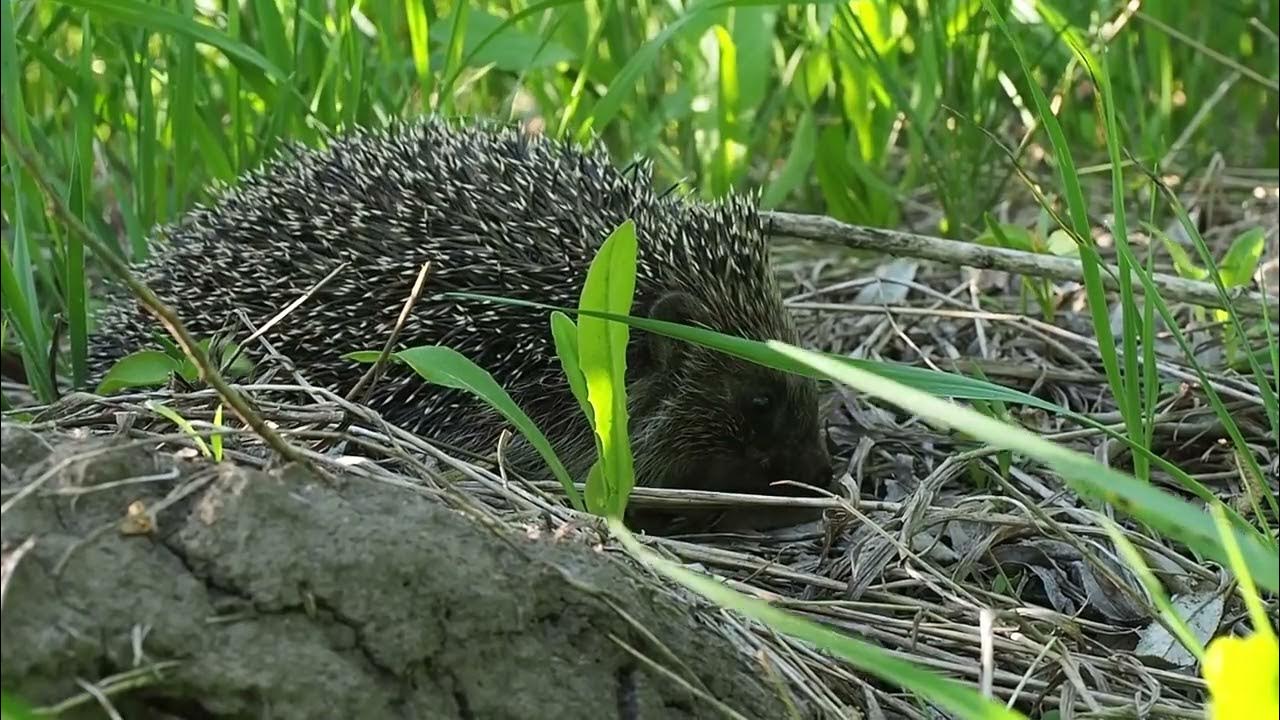 Звук ежика. Фырканье ежа звук. Еж звуки. Звук ежика слушать. Какие звуки издает ежик.