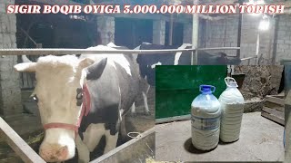 SIGIR BOQISH 🐄🐄SIGIR BOQIB OYIGA 3.000.000 MILLION FOYDA QILISH 💸💸💸