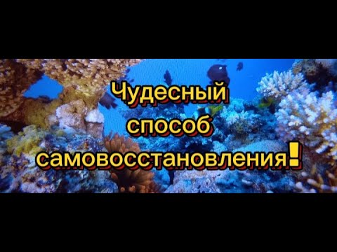 Чудесный механизм самовосстановления!