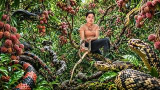 72 Hours Full Process 🔥 Catching 100+ Deadly Cobras While Harvesting Lychees | Trapped In Garden!