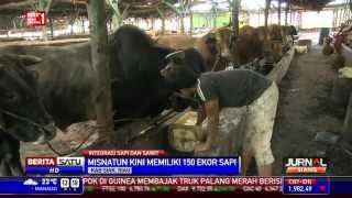 Download Petani Di Siak Membuat Integrasi Sapi Dan Kelapa Sawit Video MP3 Petani Di Siak Membuat Integrasi Sapi Dan Kelapa Sawit