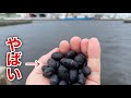 【イガイ無い時はコレ！】チヌ釣り最強のエサ