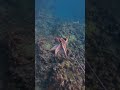 Th Octopus.#Montserrat #fypage #islandlife #spearfishing