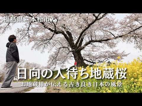 福島県二本松市｜日向の人待ち地蔵桜｜桜の下で佇むお地蔵様が伝える、古き良き日本の風景｜道の駅さくらの郷から20分｜福島県桜巡り