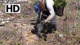 Planting Trees in Bulk // Reforesting with White Pine