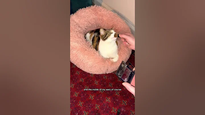 Calico make up routine