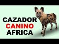 🐕 Perros Salvajes: Los CAZADORES CANINOS de ÁFRICA - Animales Salvajes