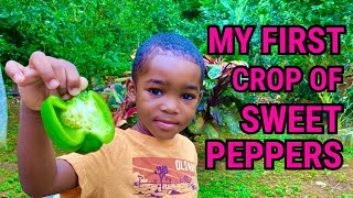 My First Crop Of Sweet Peppers .