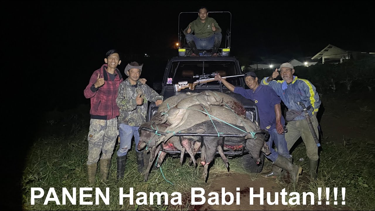 Panen Hama Babi Hutan !!!!!