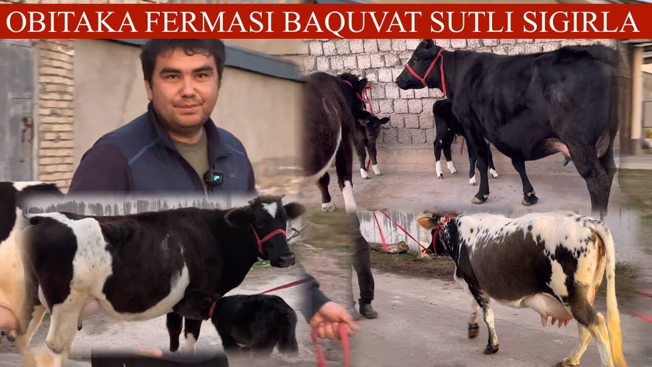 OBID.AKA😱F🔥MASHA ALLOX🥛🌨️GOʻZAL SIGIRLAR KELDI YUMSHOQ NARXLARDA SONI KAM💥🏃