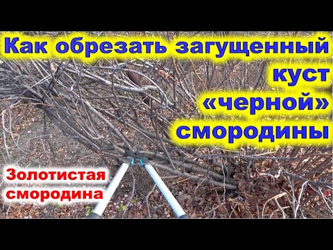 Как Обрезать Запущенный Куст Черной Смородины