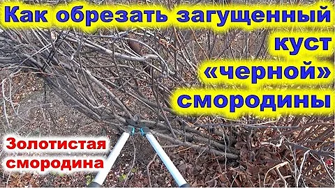 как обрезать запущенный куст черной смородины