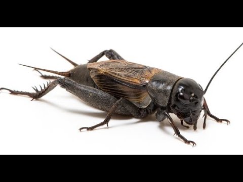 ازاي صرصور الحقل بيطلع صوت 