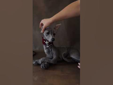 Italian Greyhound / stuffed animal /dog - YouTube