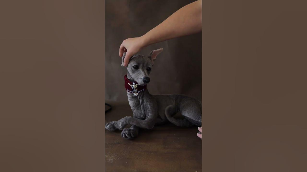 Italian Greyhound / stuffed animal /dog - YouTube