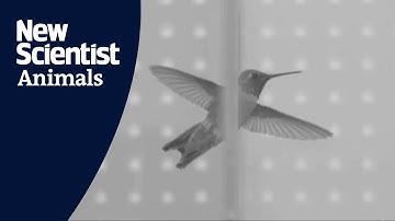 Slo-mo footage reveals how hummingbirds fly through tiny gaps