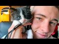 ADORABLE KITTEN BIRTHDAY GIFT!