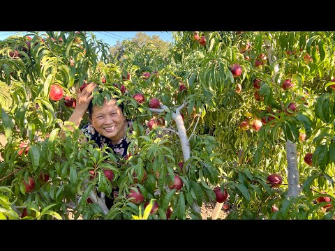 Video Hái đào, dâu, cà chua tại vườn ở Mỹ - youtube