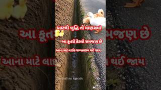 માણસમાં બુદ્ધિ નથી એટલી આ કુતરાને છે #shorts #shortvideo #animals #dog #frendship