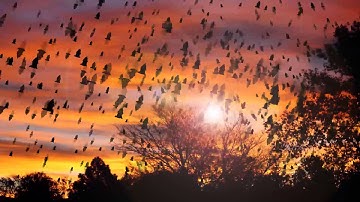 Bat flying simulation using AE cs6 and Trapcode particular