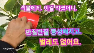 고무나무 병충해 없이 풍성하게 키우려고, 이걸 먹였더니 (벌레도 없고 쑥쑥 잘 자라요!!)