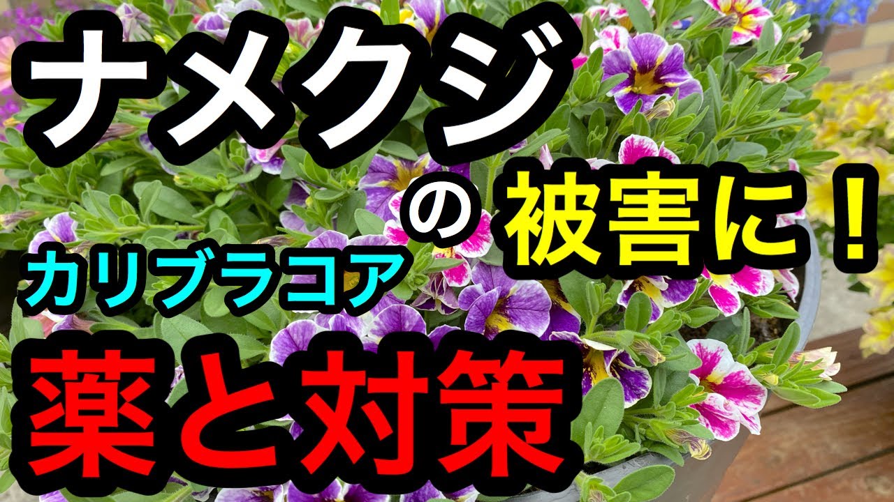 ナメクジの被害 にあっちゃった 被害と予防とお薬 カリブラコアの花が Youtube