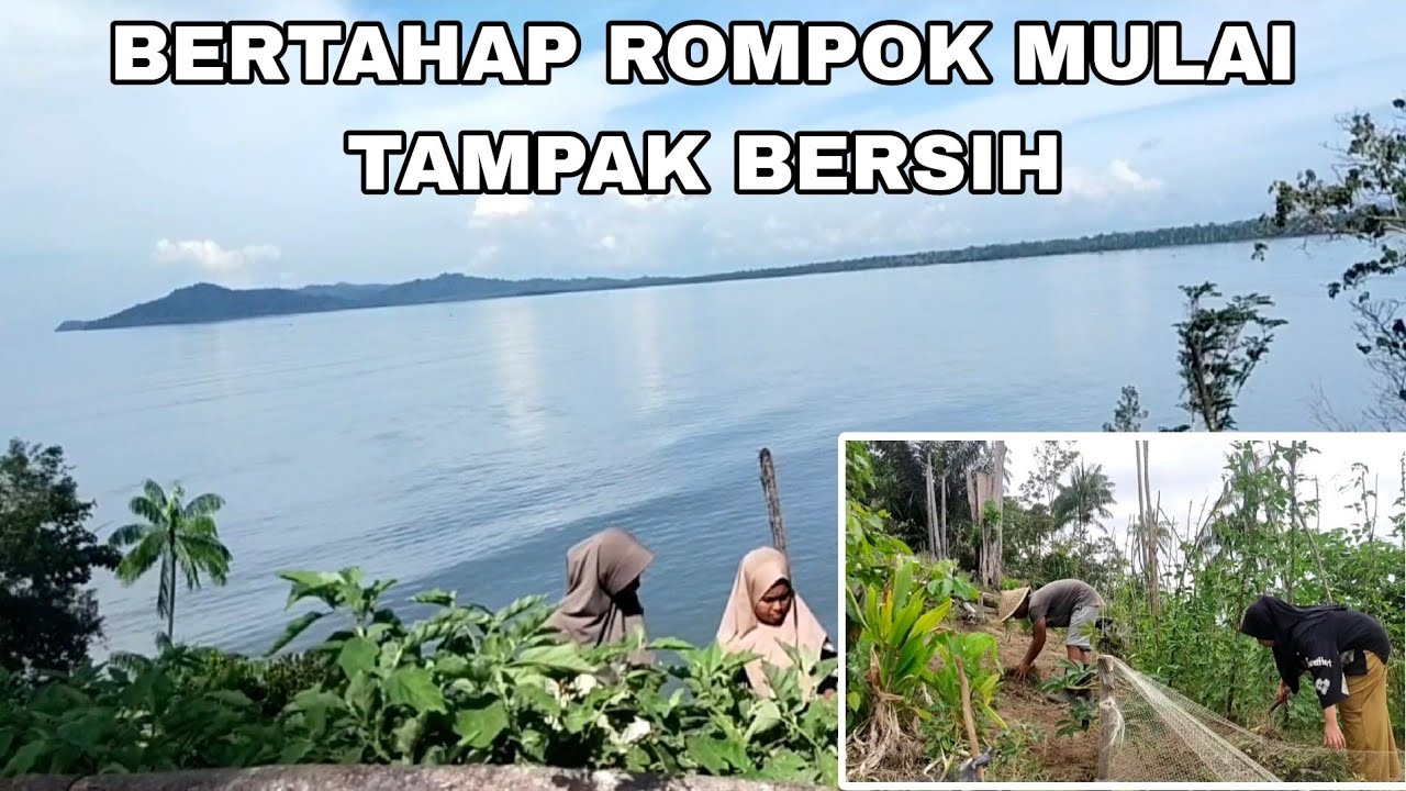 ROMPOK MULAI TAMPAK BERSIH,KERJA SAMA DAN PANEN TERONG BERSAMA ADIK ...