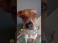 As vezes os cachorros fingem!!! #cachorro #pets #cachorrosdivertidos #petsfofinhos