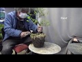 Bonsai master cut and repot. 老爺柿 ROUYAGAKI. Diamond-leafed persimmon.