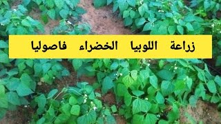 زراعة اللوبيا فاصوليا خضراء الصيفية وتسميدها ( من أهم مشاريع فلاحية  مربحة.