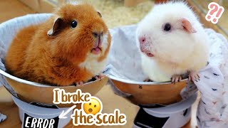 Weigh My Guinea Pigs With Me | Guinea Pig Breaks the Scale!