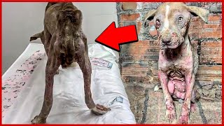 Neglected Dog is Rescued While Chained Along With Its Friend...