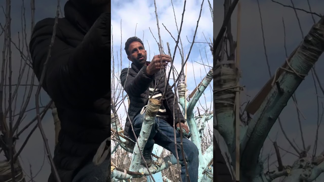 RD 11 Top Grafting By Wani Apple Form .