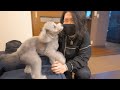 愛犬が大好きな友人と2ヶ月ぶりに再会したときの反応がこちらです。