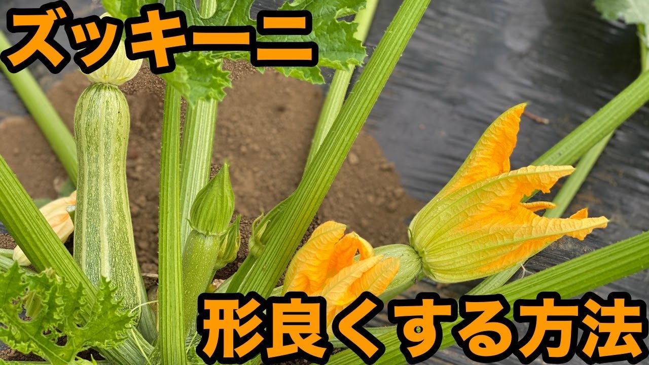ズッキーニ人工受粉方法 Youtube